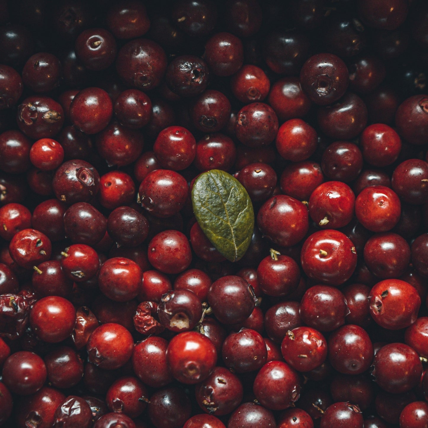 Cranberry Woods "The Rhea" Luxury Candle - Wicks+Paws Candle Co