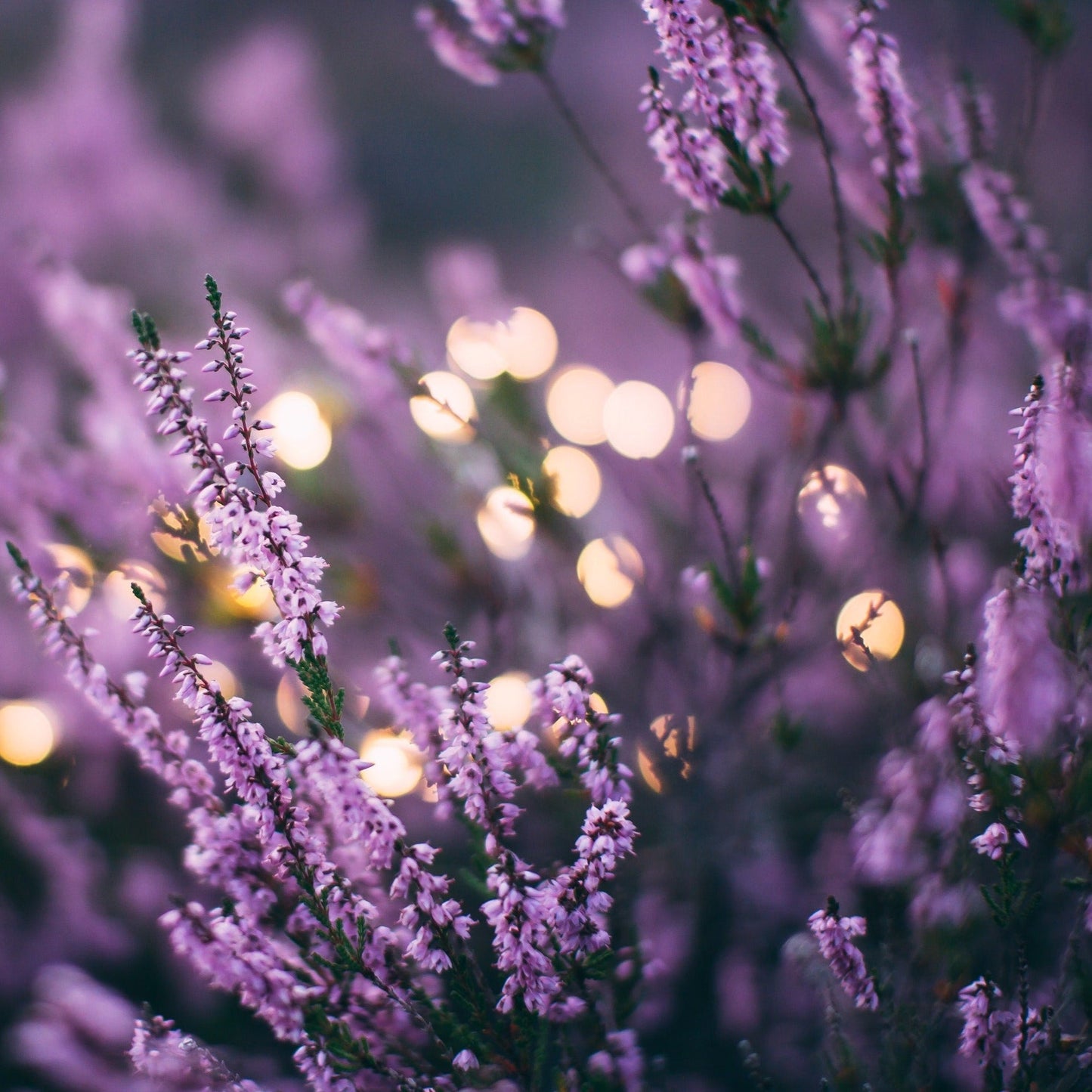 HOMEBODY | DARK AMBER + LAVENDER SOY WAX CANDLE - Wicks+Paws Candle Co