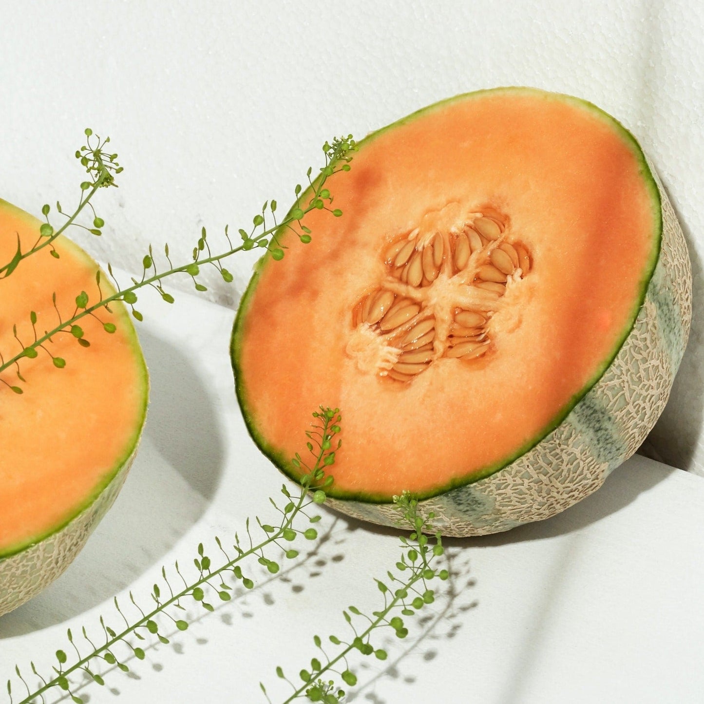 HONEYDEW LIST | HONEYDEW + COCONUT CREAM SOY WAX CANDLE - Wicks+Paws Candle Co