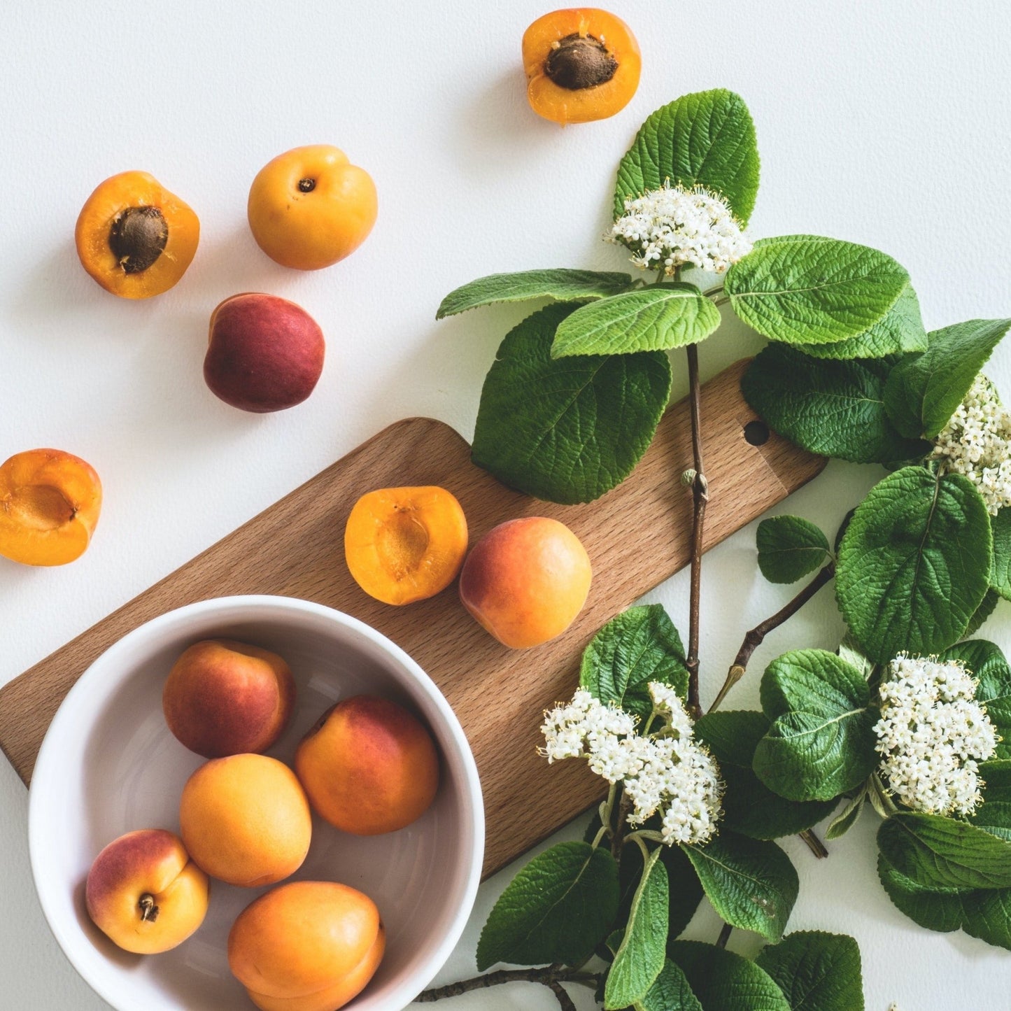 SPRING FUR-WARD | APRICOT TREE SOY WAX CANDLE - Wicks+Paws Candle Co